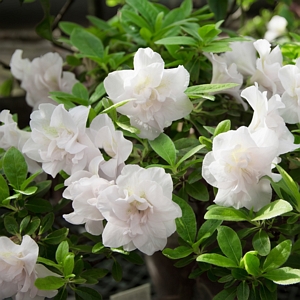 Hardy Gardenia Azalea